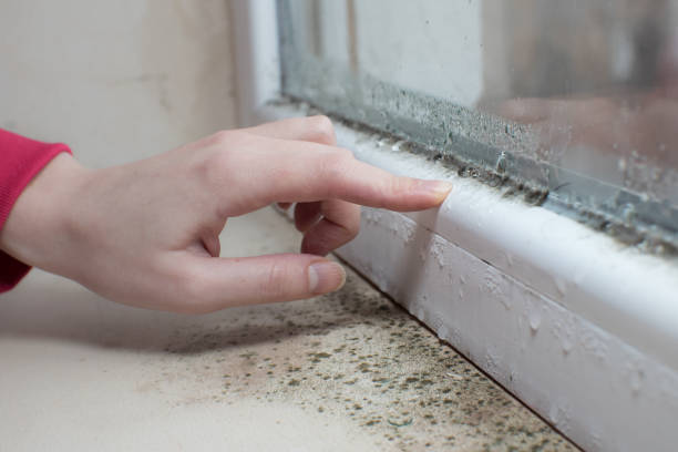 Best Mold Remediation for Healthcare Facilities  in South Greeley, WY